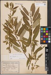 Foto von Salix fragilis L.